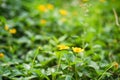 Two yellow daisies on a green pasture in nature in summer in a garden with colorful light top Royalty Free Stock Photo