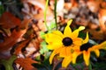 Two yellow daisies surrounded by fall Royalty Free Stock Photo