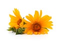 Two yellow daisies Royalty Free Stock Photo