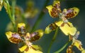 Two Yellow Dancing lady orchids Oncidium Royalty Free Stock Photo