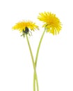 Two yellow dandelions isolated on a white background