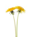 Two yellow dandelions isolated on a white background