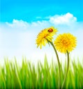 Two yellow dandelions with a ladybug