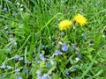 Two yellow dandelions among young juicy green grass and small blue flowers of the bird`s-eye speedwell