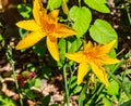 Two yellow day lilies in a backyard garden, Royalty Free Stock Photo