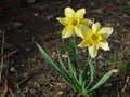 Two yellow decorative daffodils on spring ground Royalty Free Stock Photo