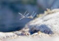 Two yellow dragonfly mating above the pond Royalty Free Stock Photo