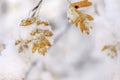 Two yellow dry leaf with snow and frozen ice nature winter Royalty Free Stock Photo