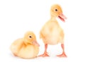 Two yellow duckling Royalty Free Stock Photo