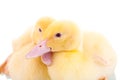 Two yellow ducklings Royalty Free Stock Photo