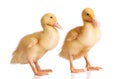 Two yellow ducklings isolated Royalty Free Stock Photo