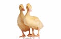 Two yellow ducklings isolated Royalty Free Stock Photo