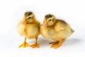 Two yellow ducklings isolated Royalty Free Stock Photo