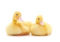 Two yellow ducklings Royalty Free Stock Photo