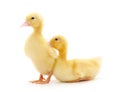 Two yellow ducklings Royalty Free Stock Photo