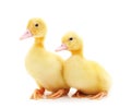 Two yellow ducklings Royalty Free Stock Photo