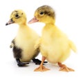 Two yellow ducklings. Royalty Free Stock Photo