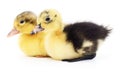 Two yellow ducklings. Royalty Free Stock Photo