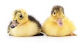 Two yellow ducklings. Royalty Free Stock Photo