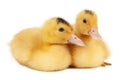 Two yellow ducklings are sitting on a white background, close-up Royalty Free Stock Photo