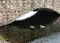 Two yellow ducklings swim in the pond Royalty Free Stock Photo