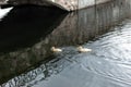 Two yellow ducklings swim in the pond Royalty Free Stock Photo