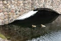 Two yellow ducklings swim in the pond Royalty Free Stock Photo