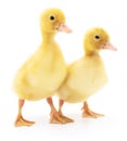 Two yellow ducklings. Royalty Free Stock Photo