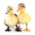 Two yellow ducklings. Royalty Free Stock Photo