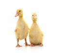 Two yellow ducklings Royalty Free Stock Photo