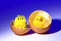 Two yellow Easter chicks chicken toy sat in a hens egg Royalty Free Stock Photo