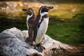 Two Yellow Eyed Penguins standing on rock