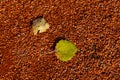 Two yellow fallen leaves on the ground of small orange stones in the fall during leaf fall. Backgrounds and wallpapers with Royalty Free Stock Photo