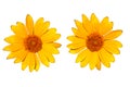 Two yellow flower heads cut out and isolated on white background Royalty Free Stock Photo