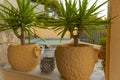 Two yellow flower pots with ornamental trees in a pool villa Royalty Free Stock Photo