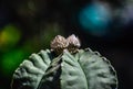 Two Yellow flower wait to bloom on the Cactus on blurred bokeh nature background Royalty Free Stock Photo