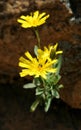 Two yellow flowers