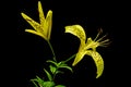 Two yellow flowers of brindle lily, isolated on black background Royalty Free Stock Photo