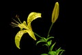 Two yellow flowers of brindle lily, isolated on black background Royalty Free Stock Photo