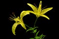 Two yellow flowers of brindle lily, isolated on black background Royalty Free Stock Photo