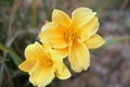 Two Yellow Flowers Royalty Free Stock Photo