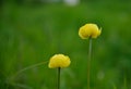 Two yellow flowers