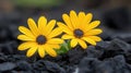 Two yellow flowers growing amidst volcanic rocks Royalty Free Stock Photo