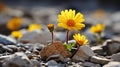 two yellow flowers are growing out of the ground Royalty Free Stock Photo