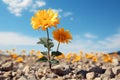 two yellow flowers growing out of the ground in a barren field Royalty Free Stock Photo