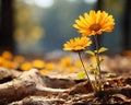 two yellow flowers growing out of the ground in the forest Royalty Free Stock Photo