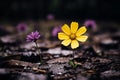 two yellow flowers growing out of the ground on a muddy field Royalty Free Stock Photo