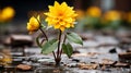 two yellow flowers growing out of the ground in a puddle Royalty Free Stock Photo