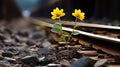 two yellow flowers growing out of the ground on railroad tracks Royalty Free Stock Photo