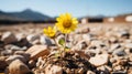 two yellow flowers growing out of the ground in a rocky area Royalty Free Stock Photo